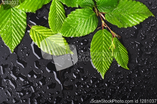 Image of leaf and black background