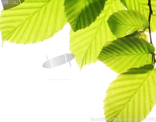Image of isolated leaves