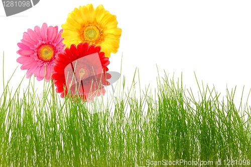 Image of flower