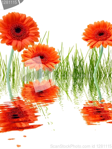 Image of flowers