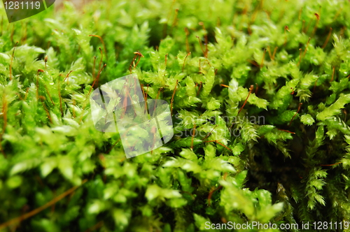 Image of green dosh in the forrest