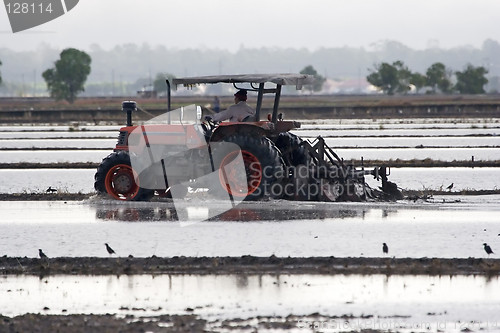 Image of Paddy Field