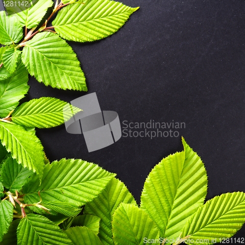 Image of leaves and copyspace