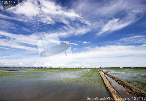 Image of Paddy Field