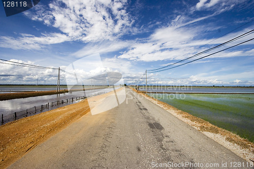 Image of Paddy Field