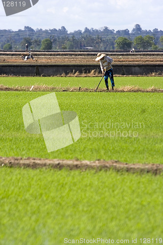 Image of Farmer at Paddy Field