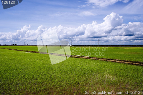 Image of Paddy Field Landscape