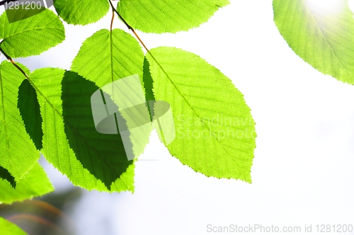 Image of leaves