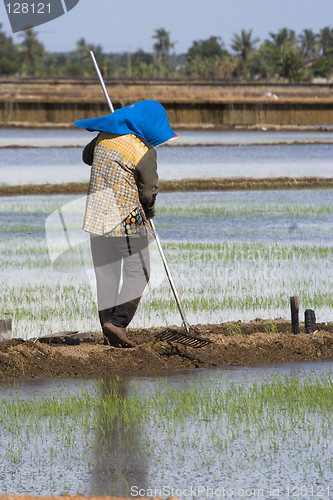 Image of Farmer at Paddy Field