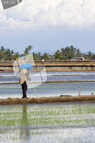 Image of Farmer at Paddy Field