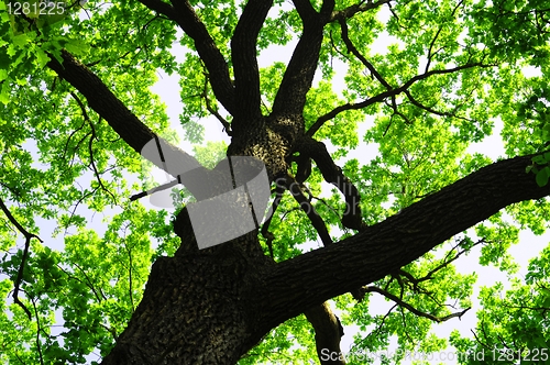 Image of trees in the woods