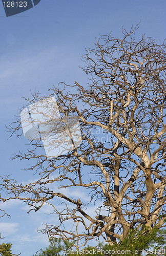 Image of Tree Branch