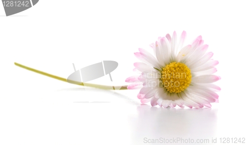 Image of daisy flower