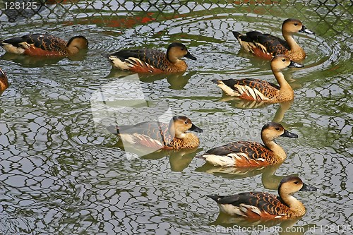 Image of Ducks