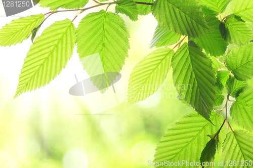 Image of green summer leaves