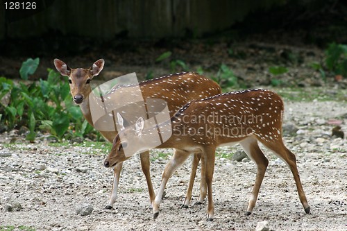 Image of Axis Deer