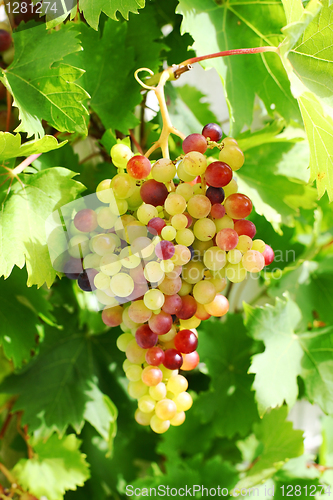 Image of Unripe grapes in the garden