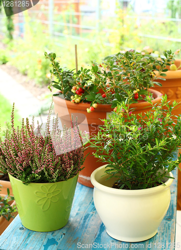 Image of Outdoor flower pots