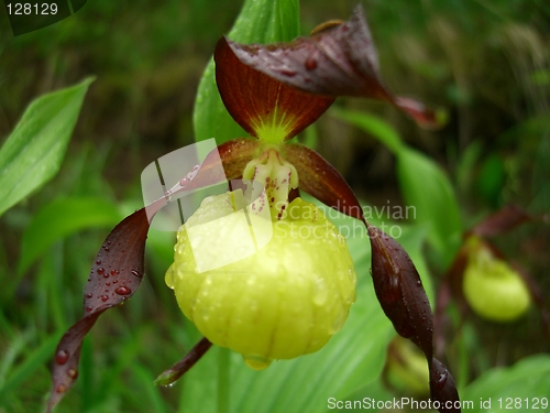 Image of Lady's Slipper