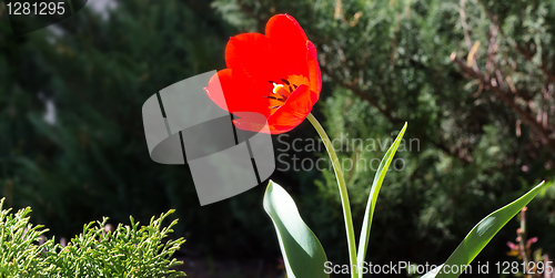 Image of A Tulip