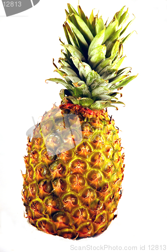 Image of Wet Pineapple on White