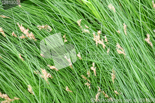 Image of green grass