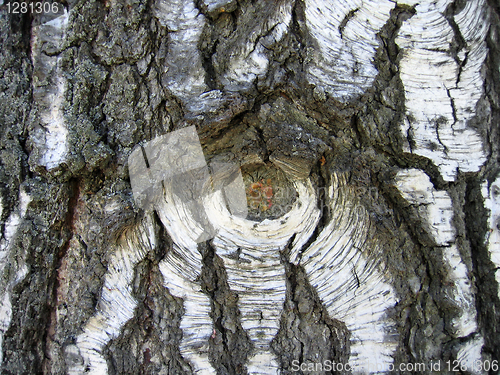 Image of birch bark background