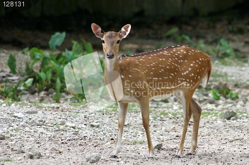 Image of Axis Deer