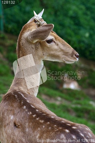 Image of Deer