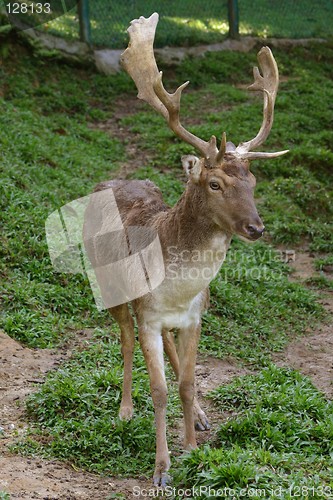 Image of Deer