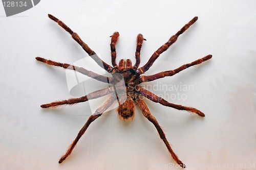 Image of Giant Bird Spider