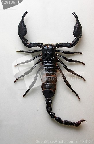 Image of Scorpion