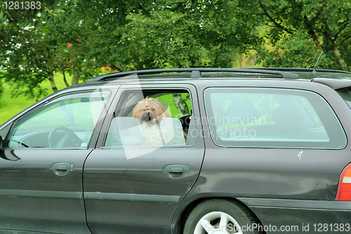 Image of Dog in a car
