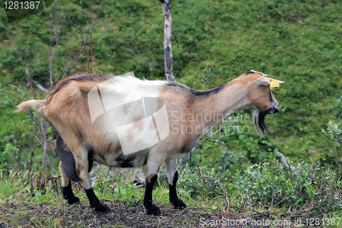 Image of goat