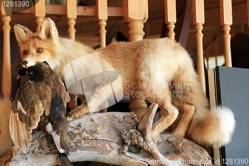 Image of Fox and a bird