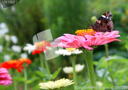 Image of butterfly on a flower