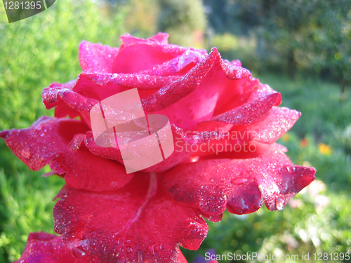 Image of flower of rose with drops of dew