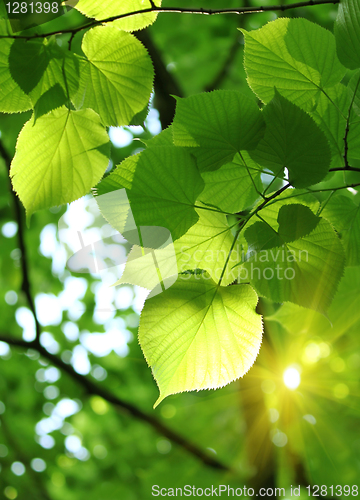 Image of fresh spring foliage