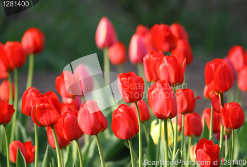 Image of beautiful red tulips