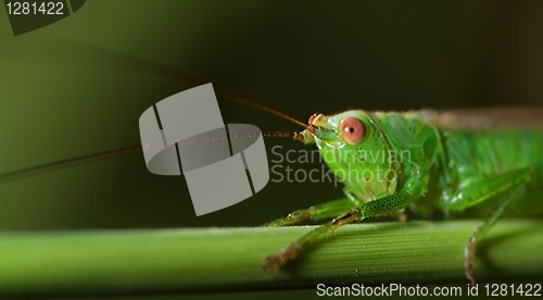 Image of Katydid (Tettigoniidae)