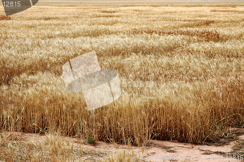 Image of Wheat