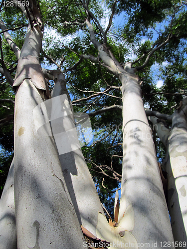 Image of White Barked Tree