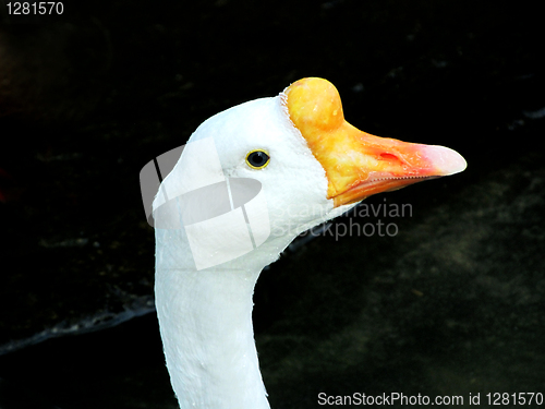 Image of White Goose Head