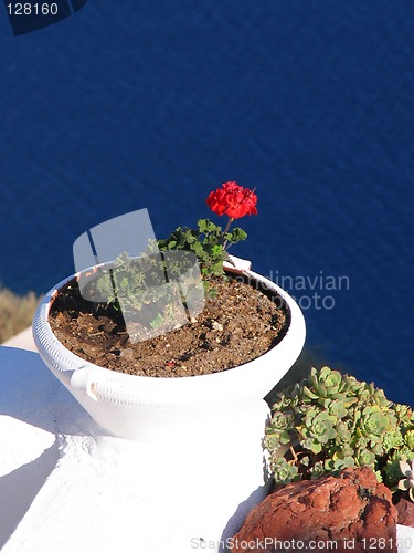 Image of flower