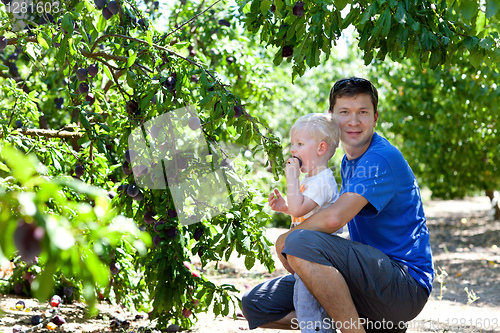 Image of father and son picking plums