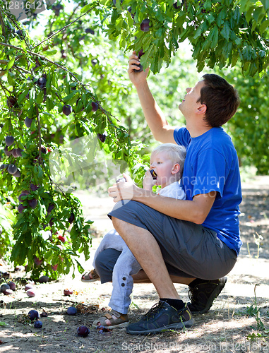 Image of father and son picking plums
