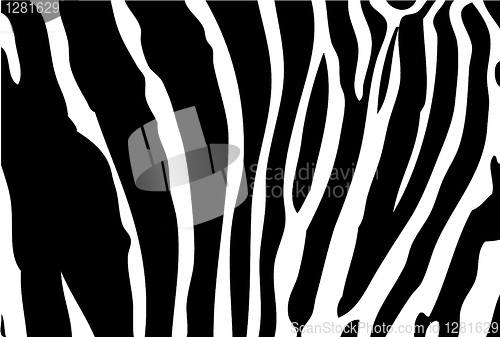 Image of zebra background