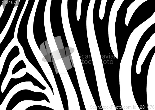 Image of zebra background