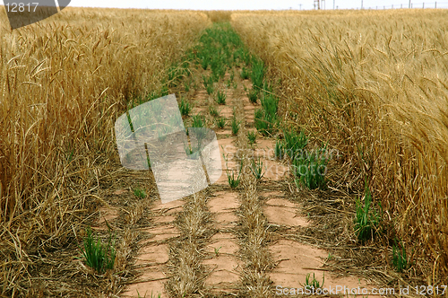 Image of Path In a Wheat Field