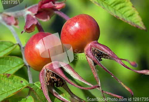 Image of Rose hips (Rosa)